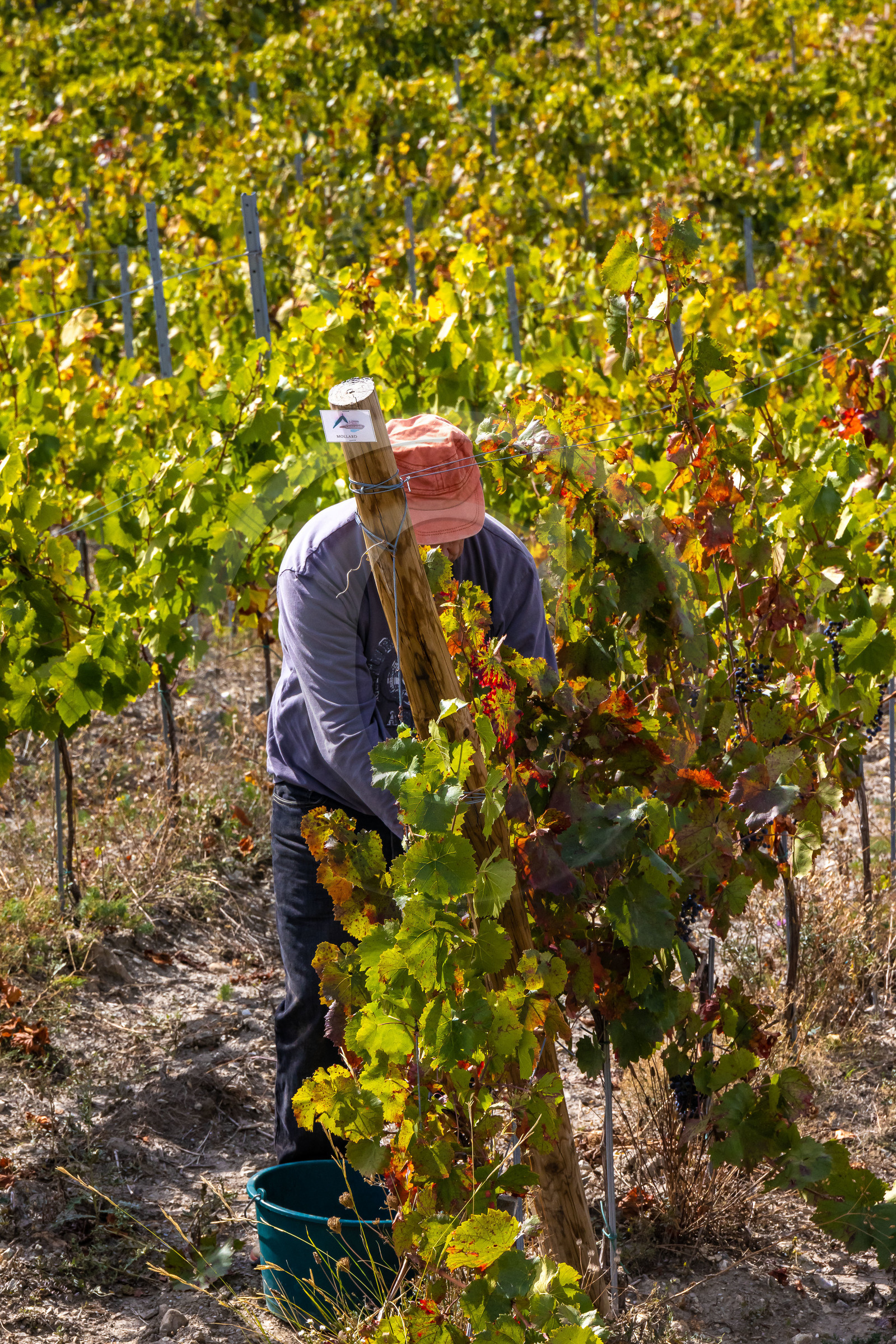 Domaine du Mont Guillaume