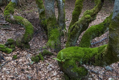 ENS de l'Isère, Plateau de la Molière et du Sornin
