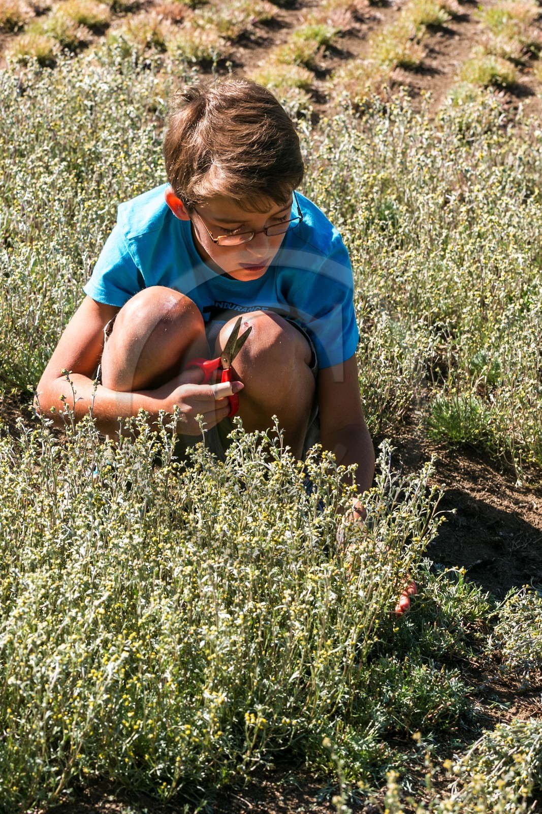 Orcières 1850, Bruno Gonnon agriculteur bio de génépi