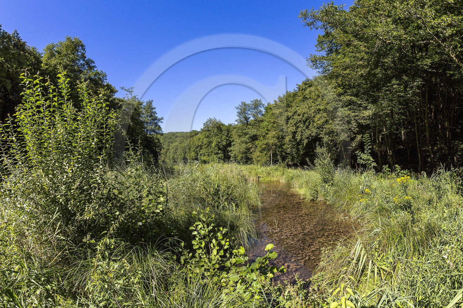 ENS de l'Isère, étang de Cote Manin