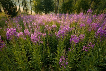 Épilobe en épi ou Laurier de Saint-Antoine, Chamerion angustifolium