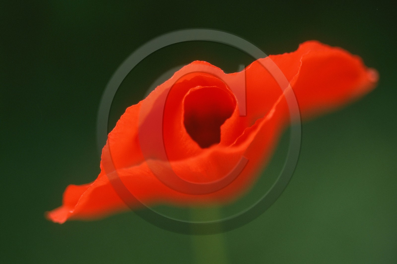 Coquelicot, Papaver rhoeas