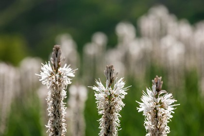 Asphodèle blanc, Asphodelus albus