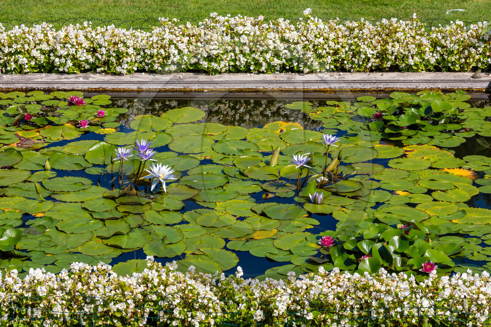 Lac Majeur, Isola Bella, nénuphar, nymphea