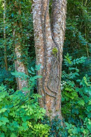 ENS de l'Isère, étang de Cote Manin