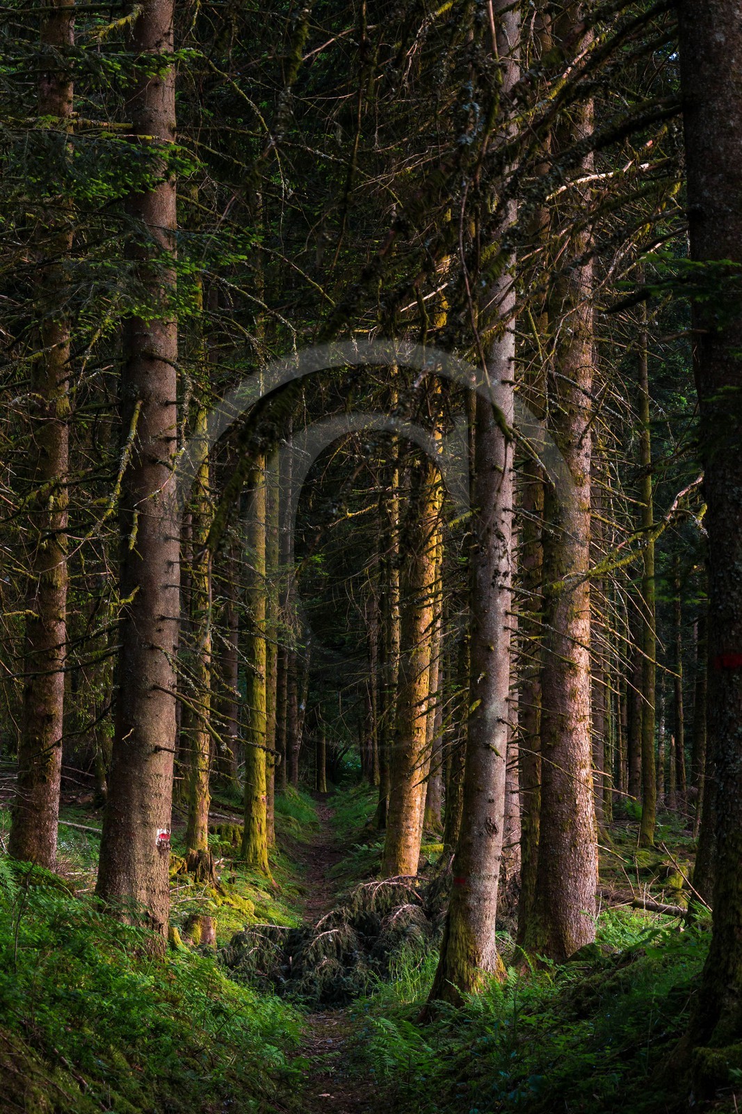 ENS de l'Isère, Marais des Seiglières