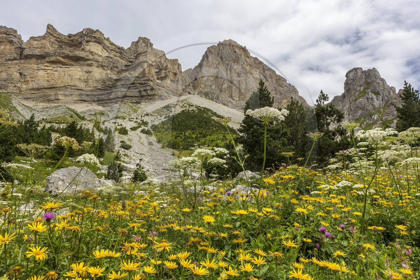 vallon de La Jarjatte, doronic à grandes fleurs (doronicum grandiflorum)