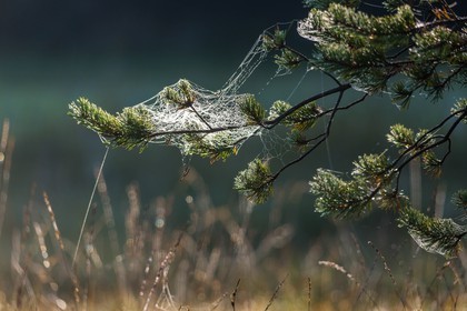 ENS de l'Isère,Tourbières du Peuil