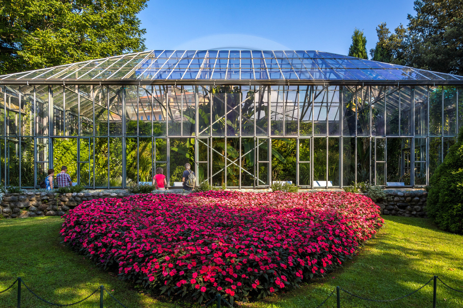 Serre au nénuphars géants,  Victoria Amazonica