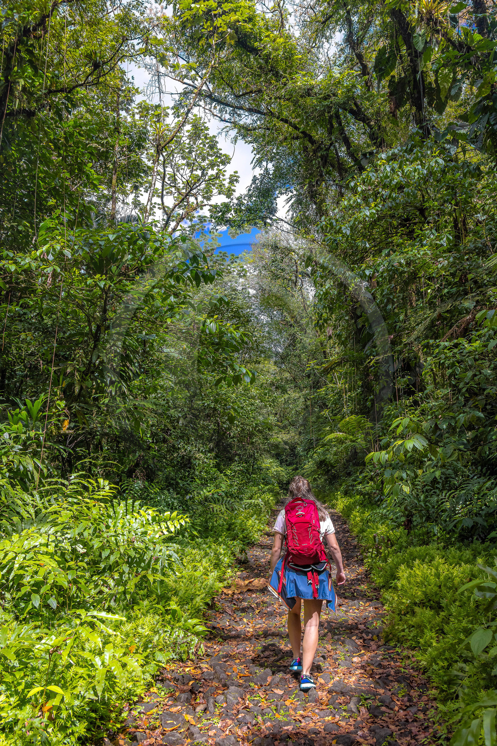 Forêt tropicale, Parc national de la Guadeloupe