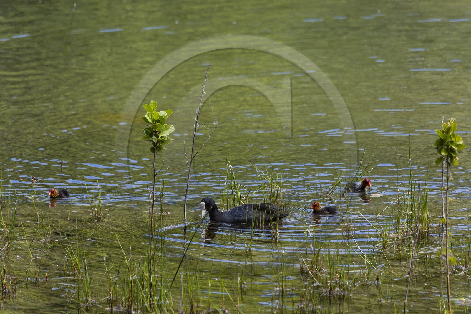 ENS de l'Isère, Boucle de la Taillat, Gallinule poule d'eau (Gallinula chloropus)