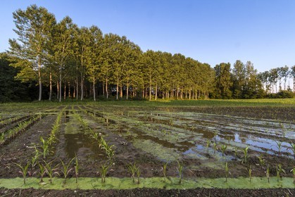 ENS de l'Isère, Prairies inondables de Pont-Évêque