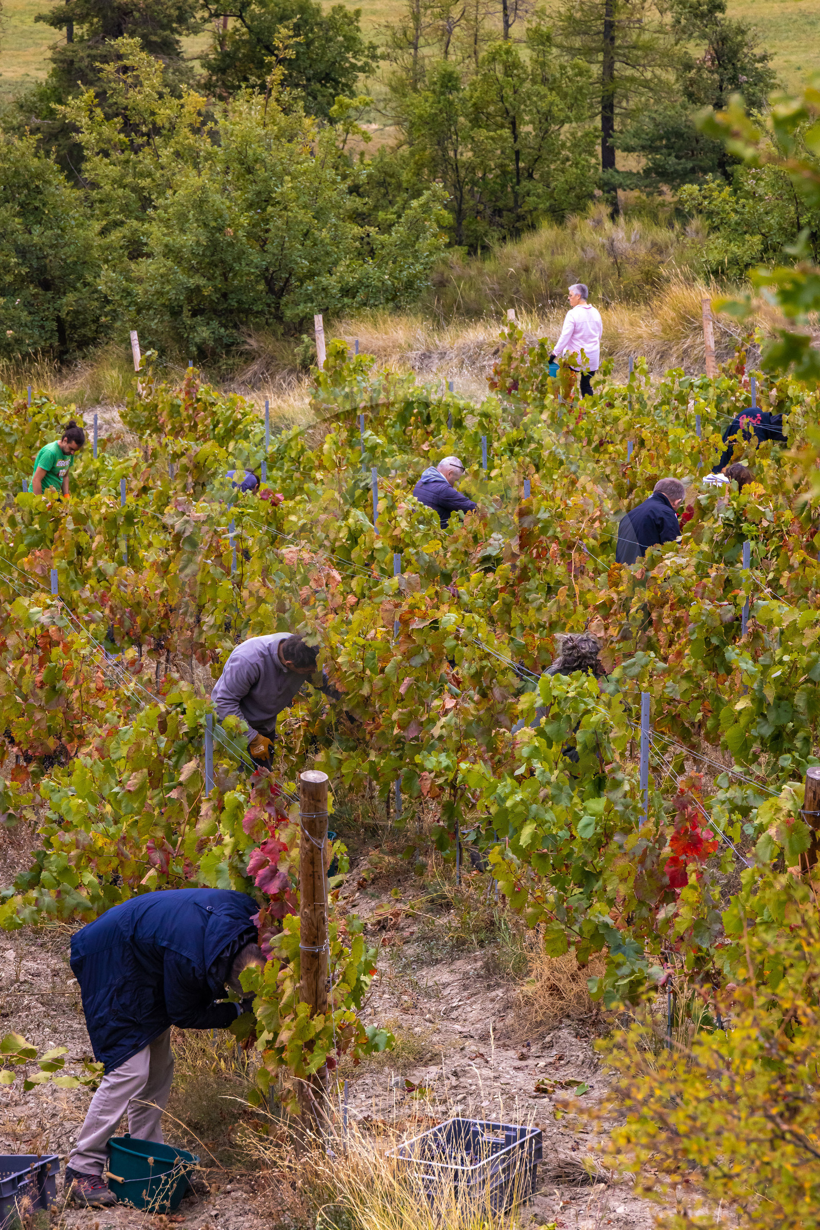 Domaine du Mont Guillaume