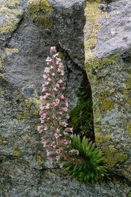 Saxifrage à nombreuses fleurs, Saxifraga florulenta
