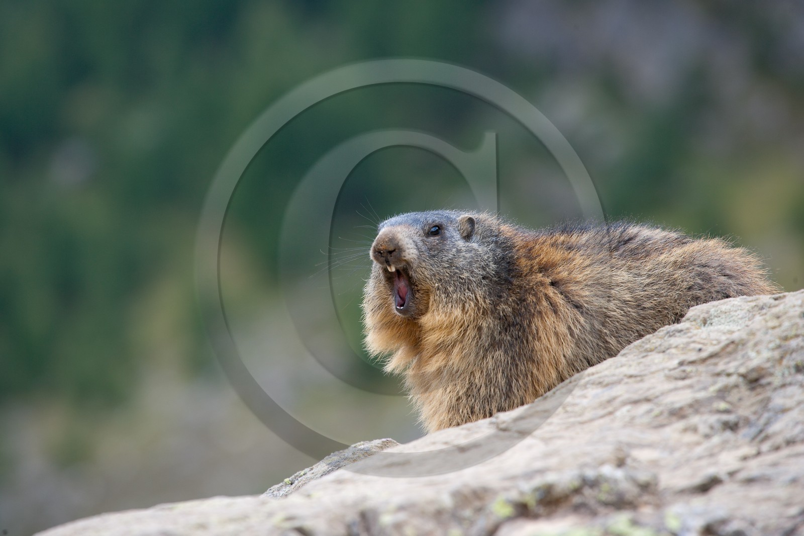 Marmotte des Alpes ( Marmota marmota )