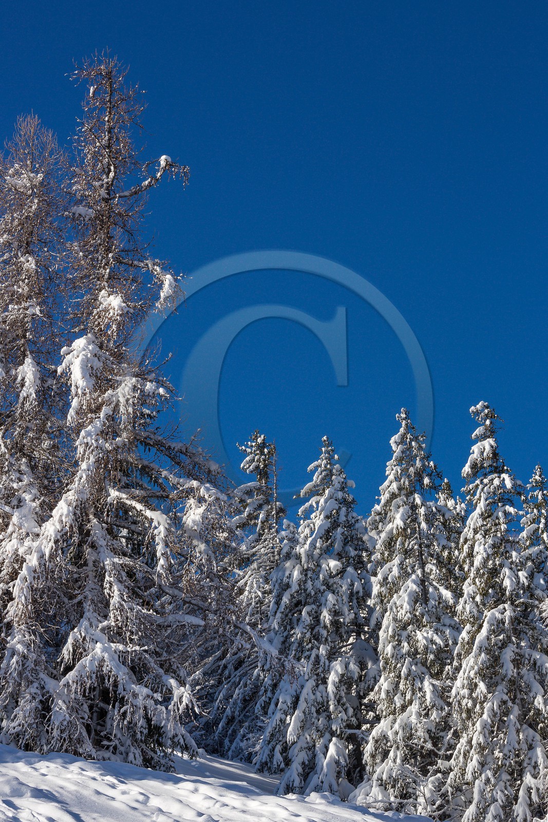 Uvernet-Fours, station de ski de Praloup, forêt de sapins et mélèzes