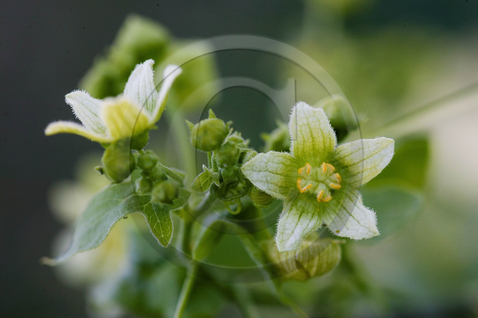 Bryone dioïque, Bryonia dioica