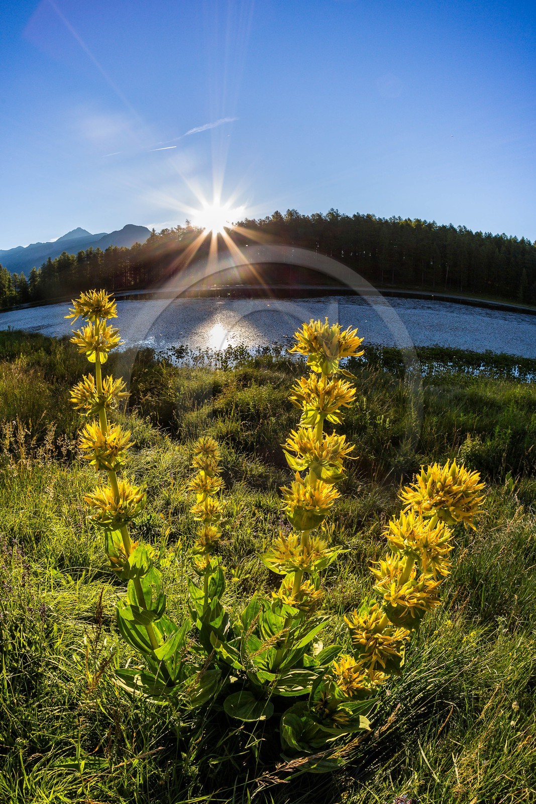 Parc naturel régional du Queyras, lac de Roue, gentiane jaune, Gentiana lutea
