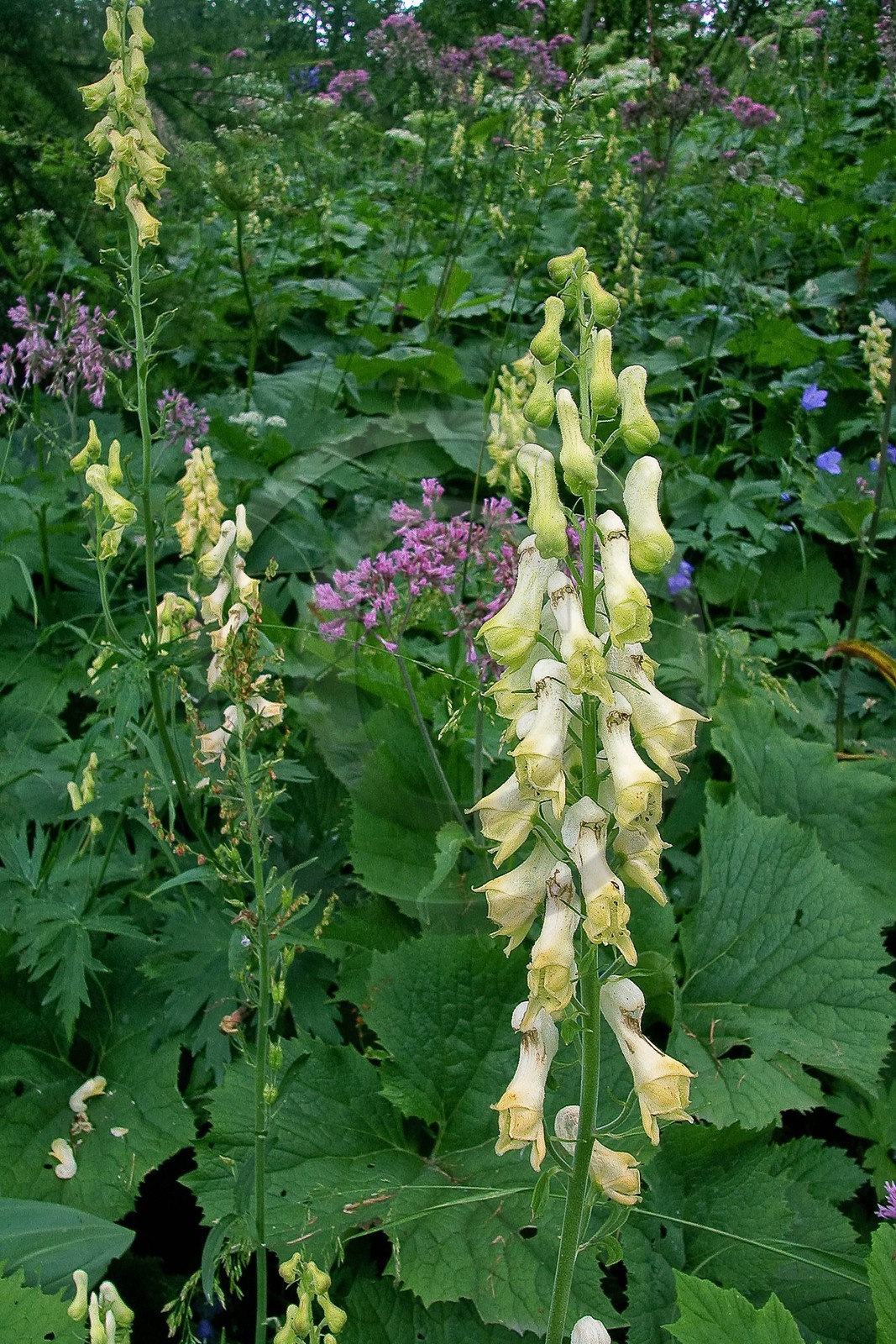 Aconit tue-loup, Aconitum lycoctonum