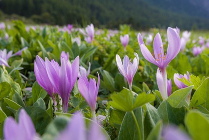 Colchique d'automne, Colchicum autumnale