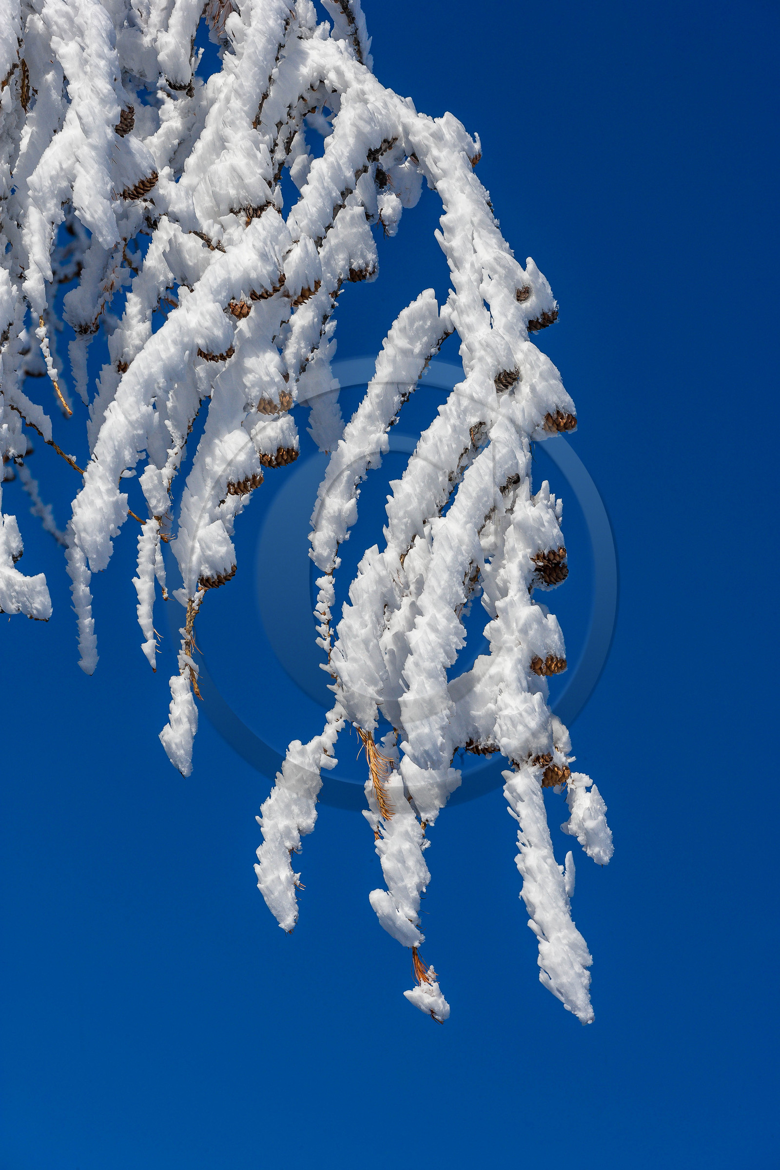 Mélèze d'Europe, Larix decidua