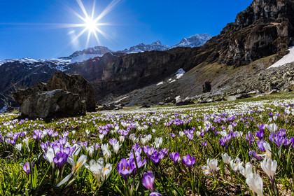 Crocus