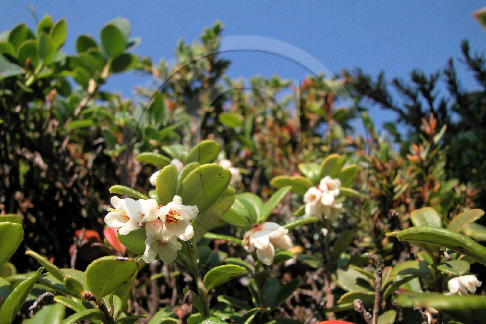 Airelle rouge, Vaccinium vitis-idaea
