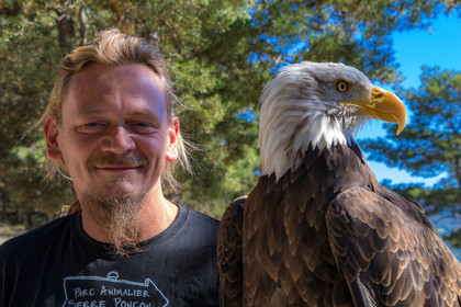 Parc animalier de Serre-Ponçon, Pygargue à tête blanche, Haliaeetus leucocephalus