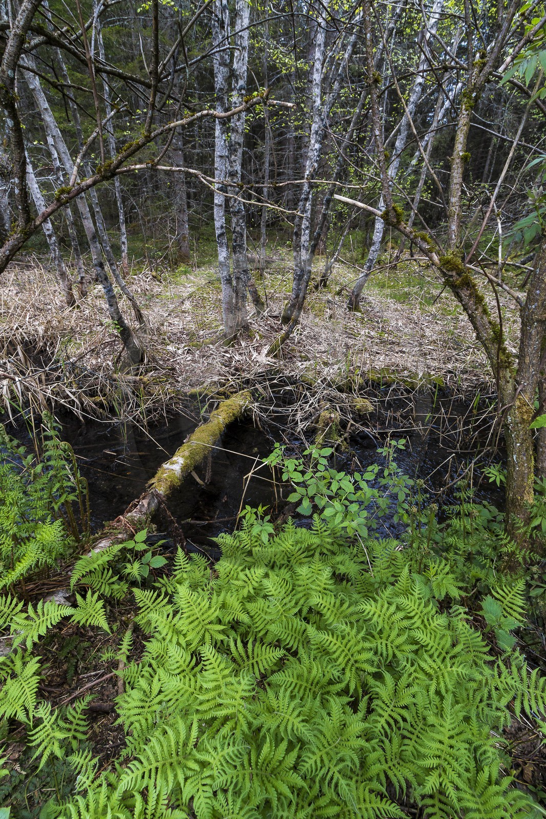ENS de l'Isère, Marais des Seiglières