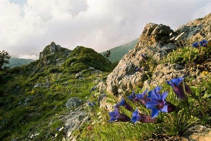 Gentiane de Ligurie, Gentiana ligustica