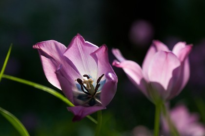 Tulipe de Guillestre, Tulipa platystigma