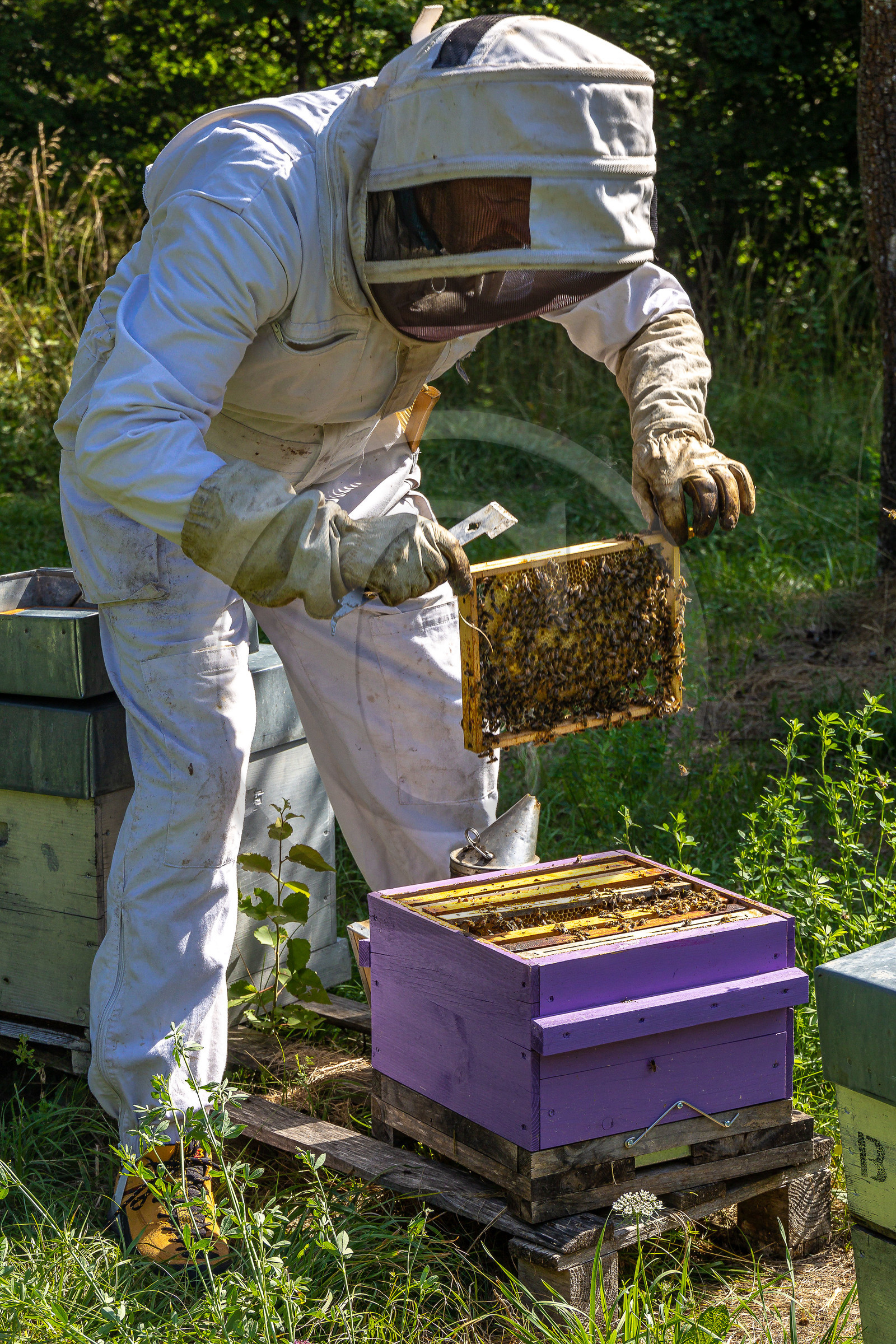 Jean-Jacques Daubert - Apiculteur