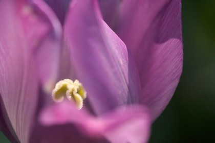 Tulipe de Guillestre, Tulipa platystigma