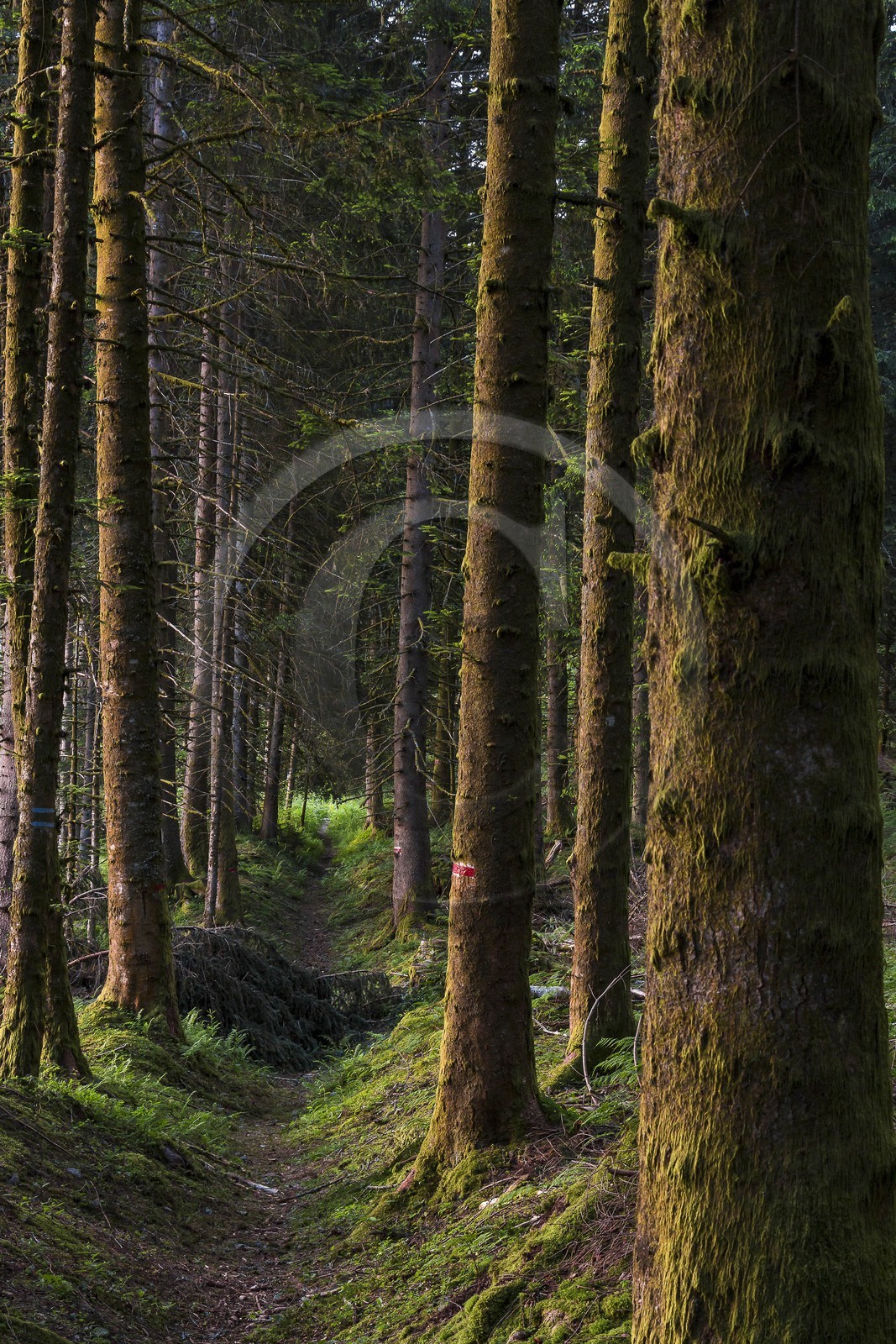 ENS de l'Isère, Marais des Seiglières