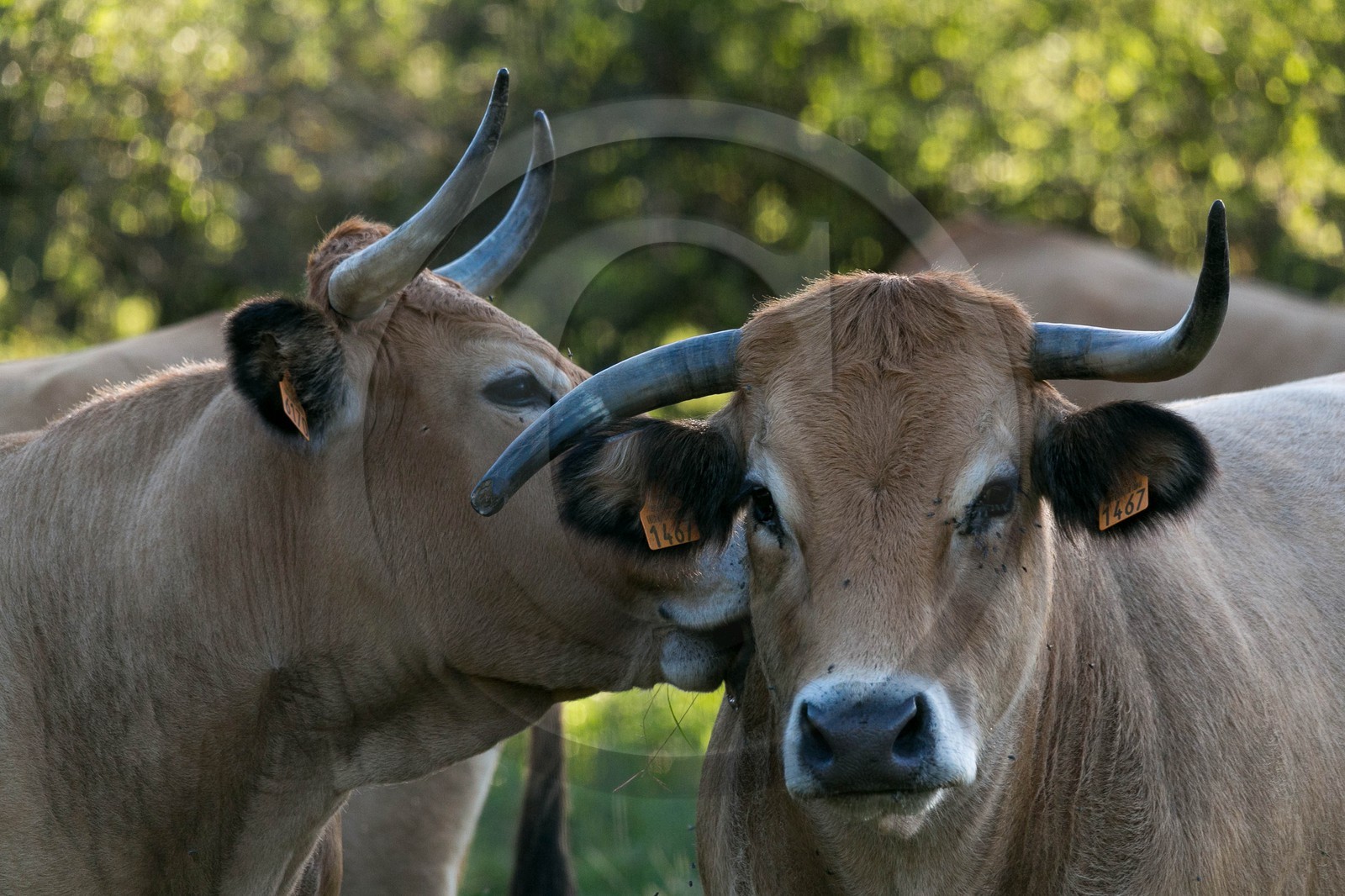 ENS de l'Isère, Tourbières de l'Herretang