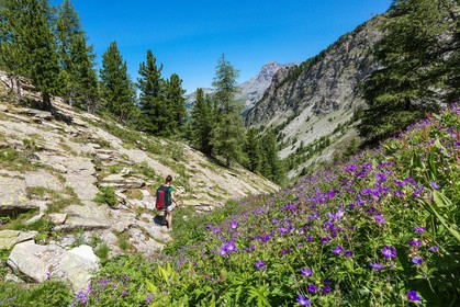 Ubaye, Vallon du Laverq, géranium des bois, Geranium sylvaticum