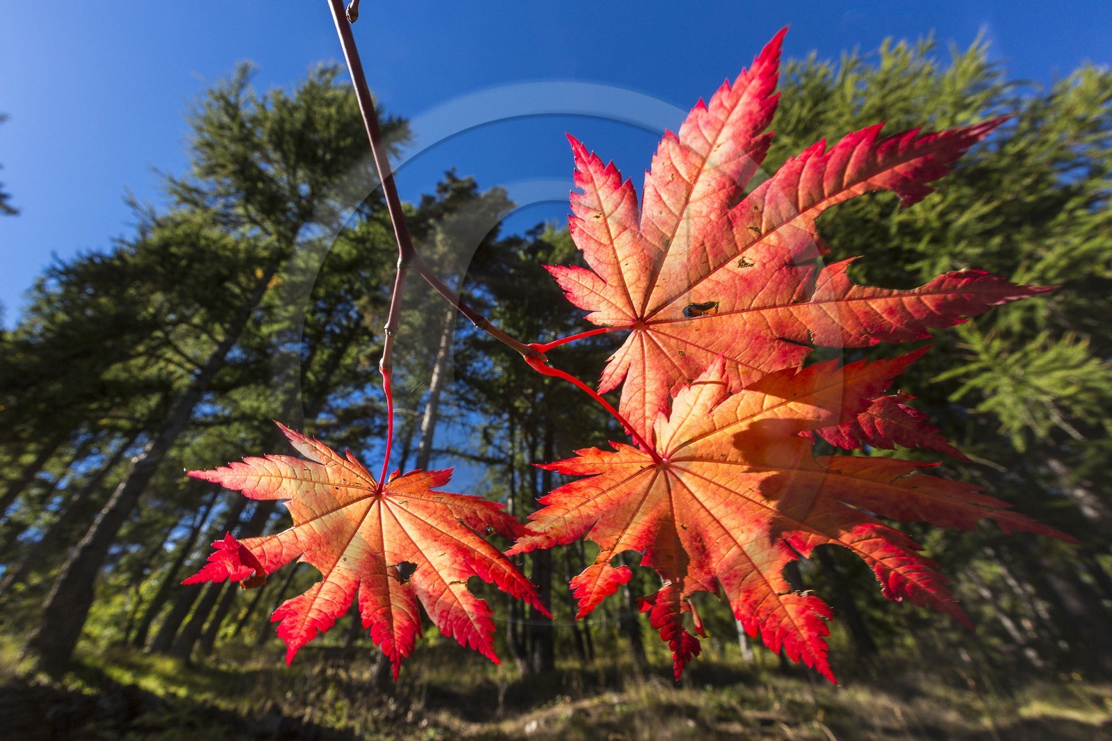 Arboretum de Roure, érable du Japon
