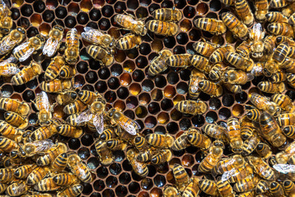 Margaux and Didier Pissard, beekeepers
