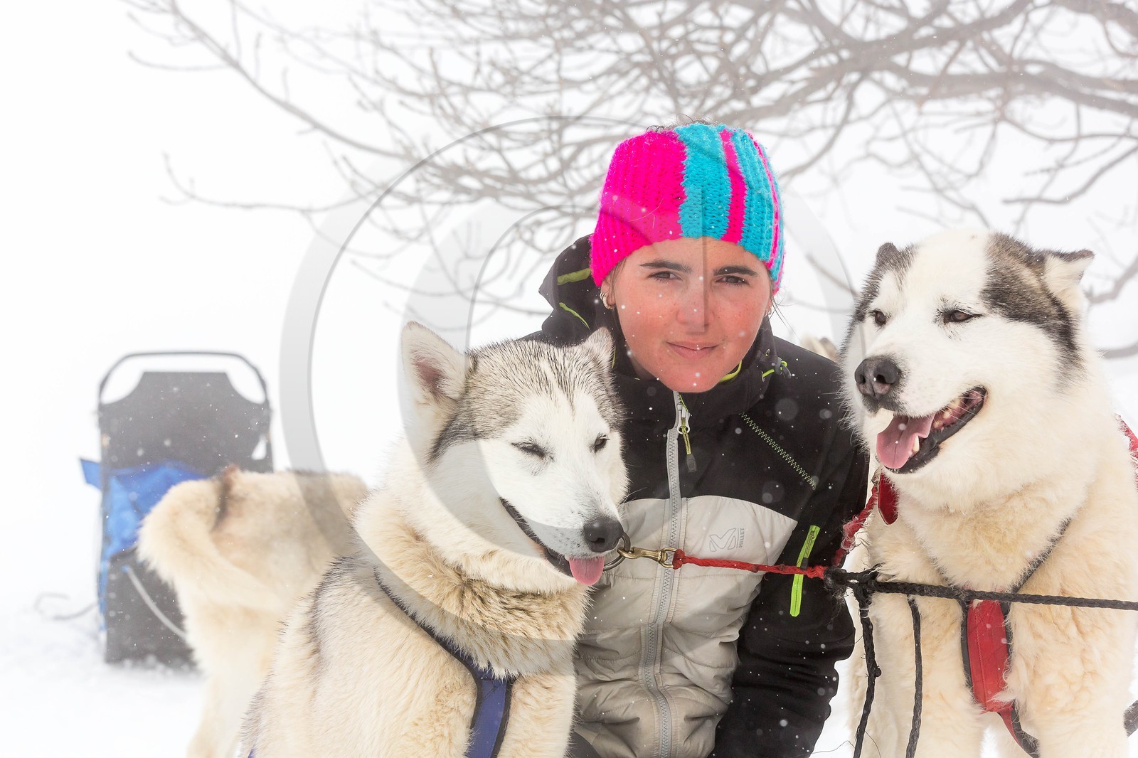 Pays de Serre-Ponçon, Réallon, EdenGaia, chiens de traineau
