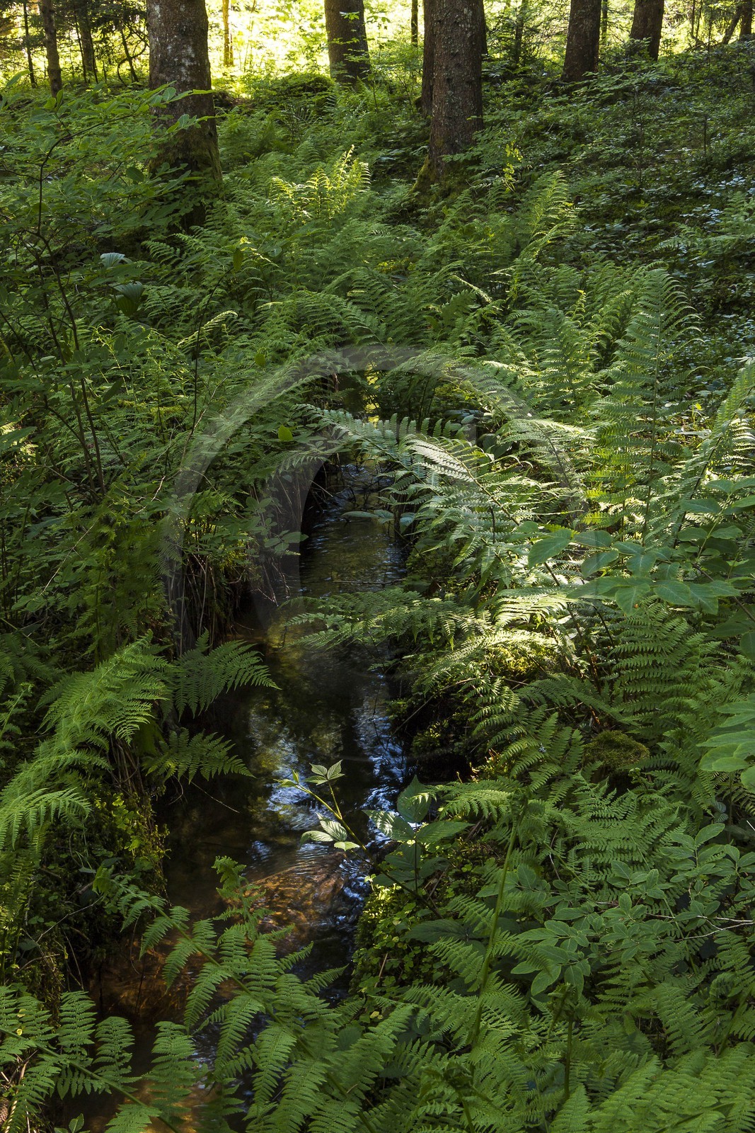 ENS de l'Isère, Marais des Seiglières