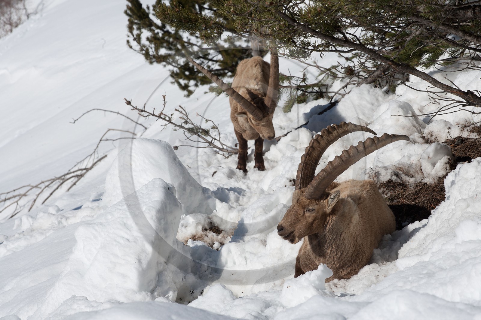 Bouquetin, ou bouquetin des Alpes (Capra ibex)