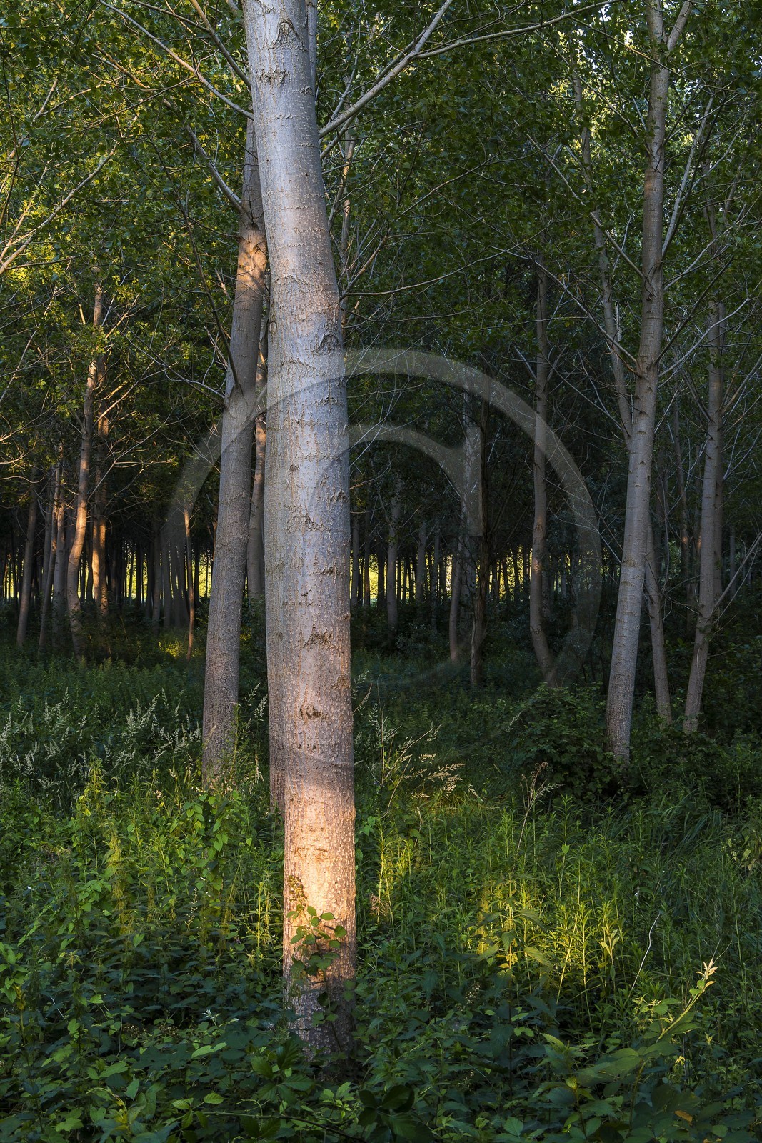 ENS de l'Isère, Prairies inondables de Pont-Évêque