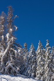 Uvernet-Fours, station de ski de Praloup, forêt de sapins et mélèzes