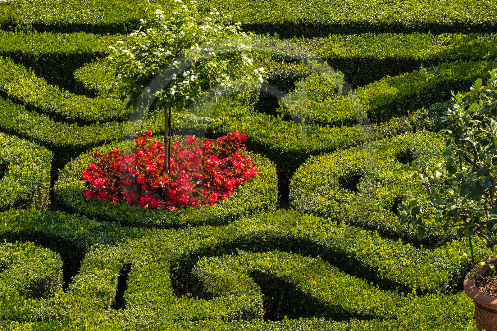Lac Majeur, Isola Bella