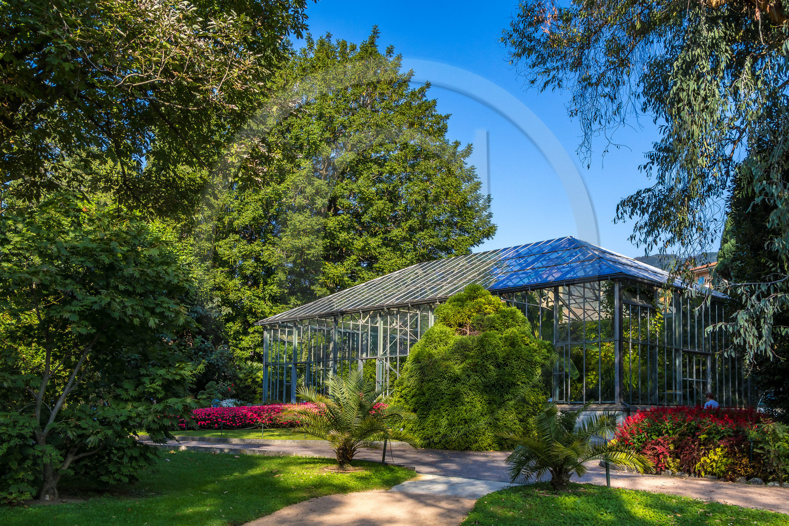 Serre au nénuphars géants,  Victoria Amazonica