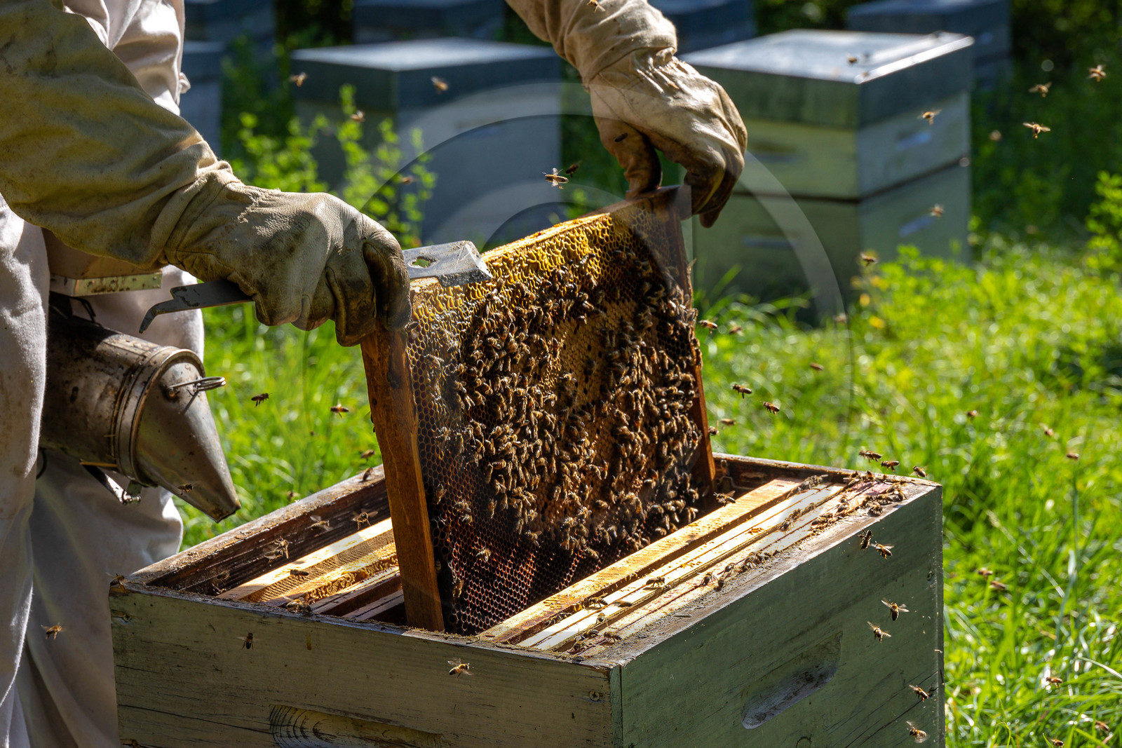 Jean-Jacques Daubert - Apiculteur