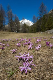 Crocus printanier,  Crocus vernus