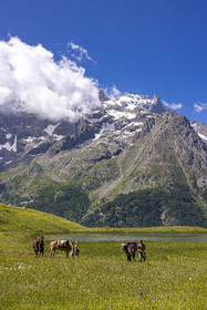 Trek famille avec animaux de bats