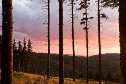 Parc national des Cévennes, forêt du Mont Aigoual