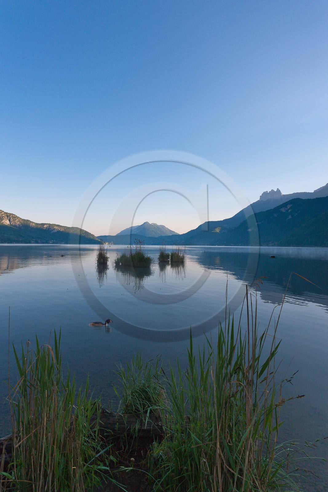 Réserve naturelle du Bout du Lac d'Annecy, roselière et Grèbe huppé (Podiceps cristatus)